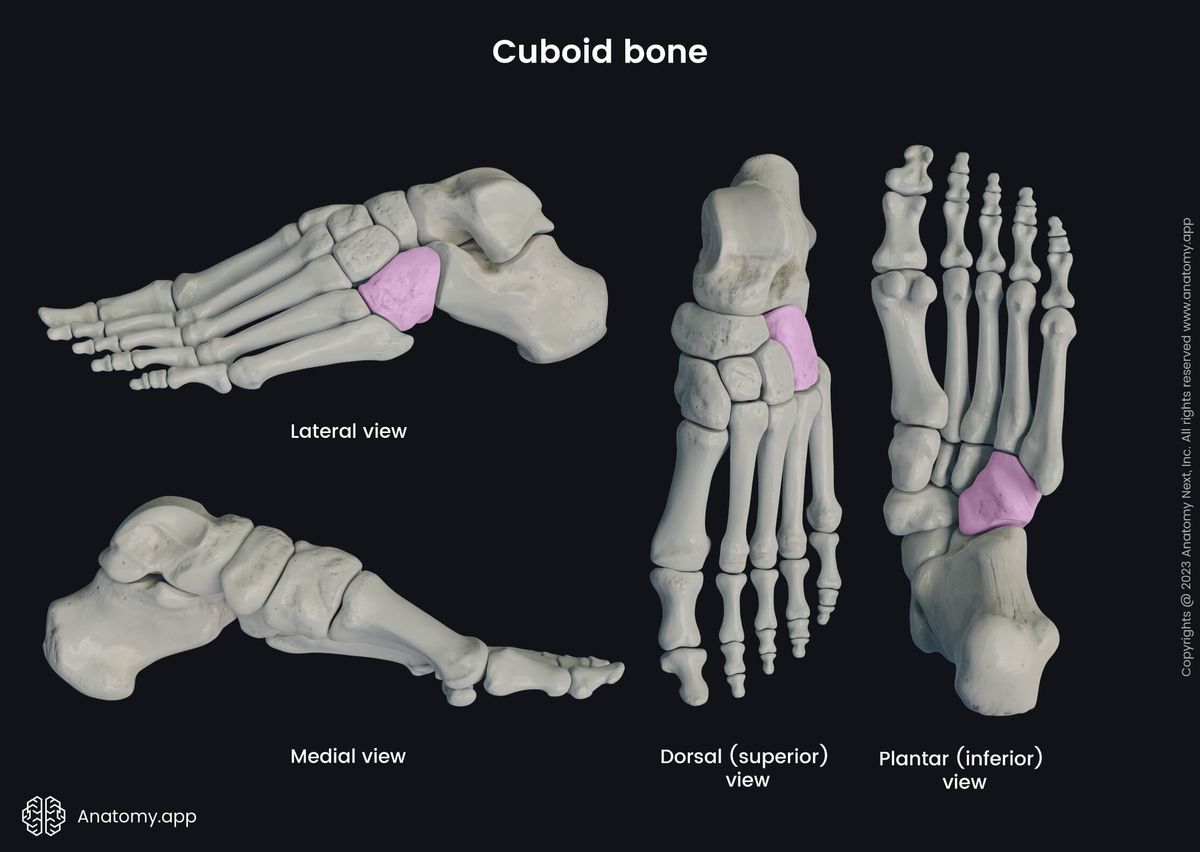 Human foot, Skeleton of foot, Foot bones, Cuboid bone, Medial view of cuboid, Dorsal view of cuboid, Superior view of cuboid, Plantar view of cuboid, Inferior view of cuboid, Lateral view of cuboid, Tarsal bones, Skeleton of lower limb, Lower limb bones