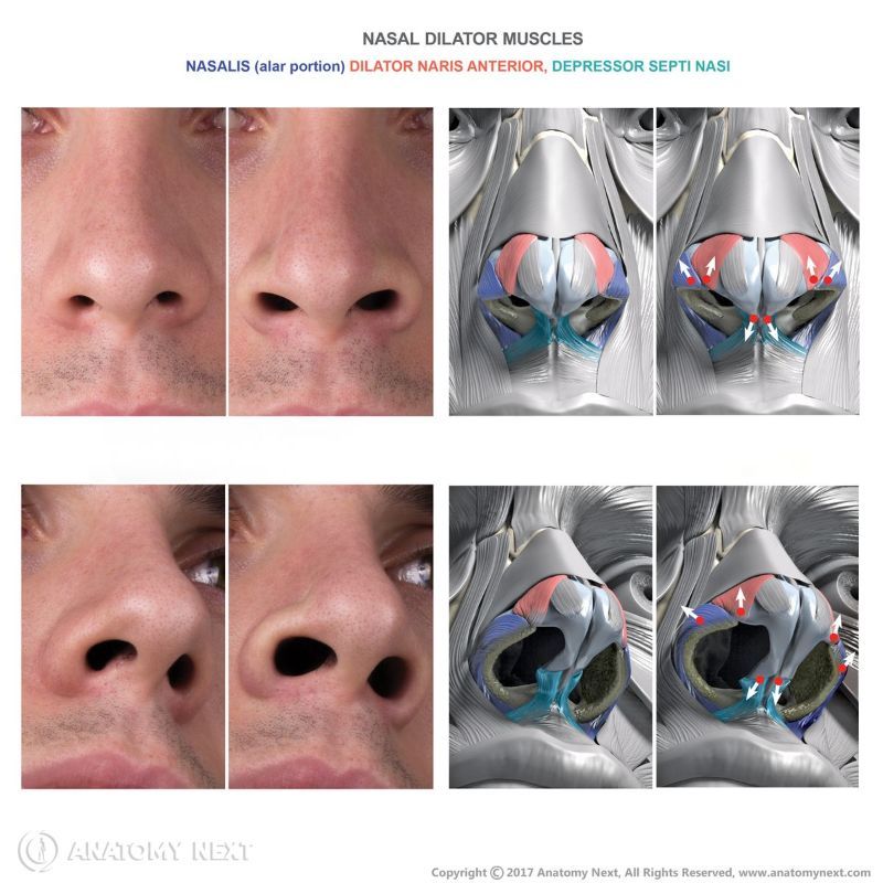 Action of nasal dilator muscles with face