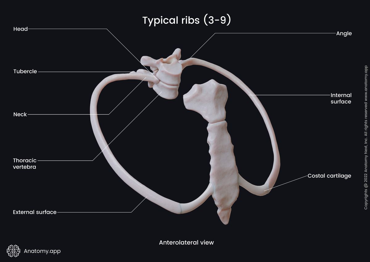 Thorax, Ribs, Sternum, Landmarks of ribs, Thoracic vertebrae, Sternum, Human rib, Head of rib, Neck of rib, Costal angle, Tubercle of rib, Costal cartilage, Anterolateral view