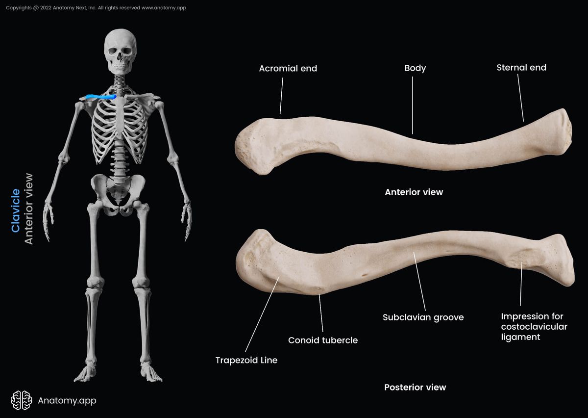 Clavicle, Collarbone, Landmarks of clavicle, Parts of clavicle, Skeleton of upper limb, Bones of shoulder girdle, Shoulder girdle