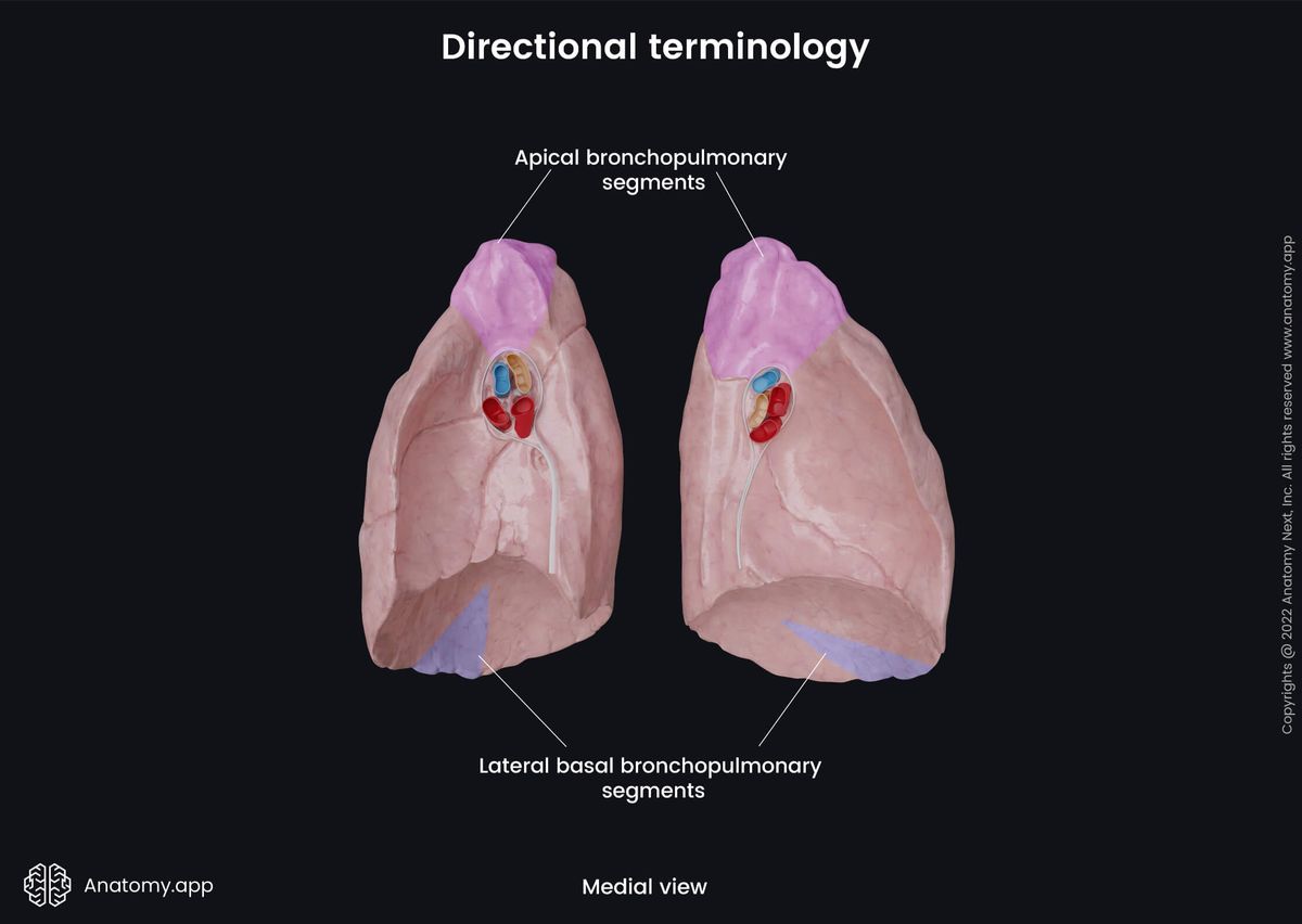 Anatomical terminology, Lungs, Apical, Basal