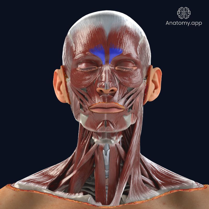 Depressor supercilii muscle, Facial muscles, Muscles of facial expression, Head muscles