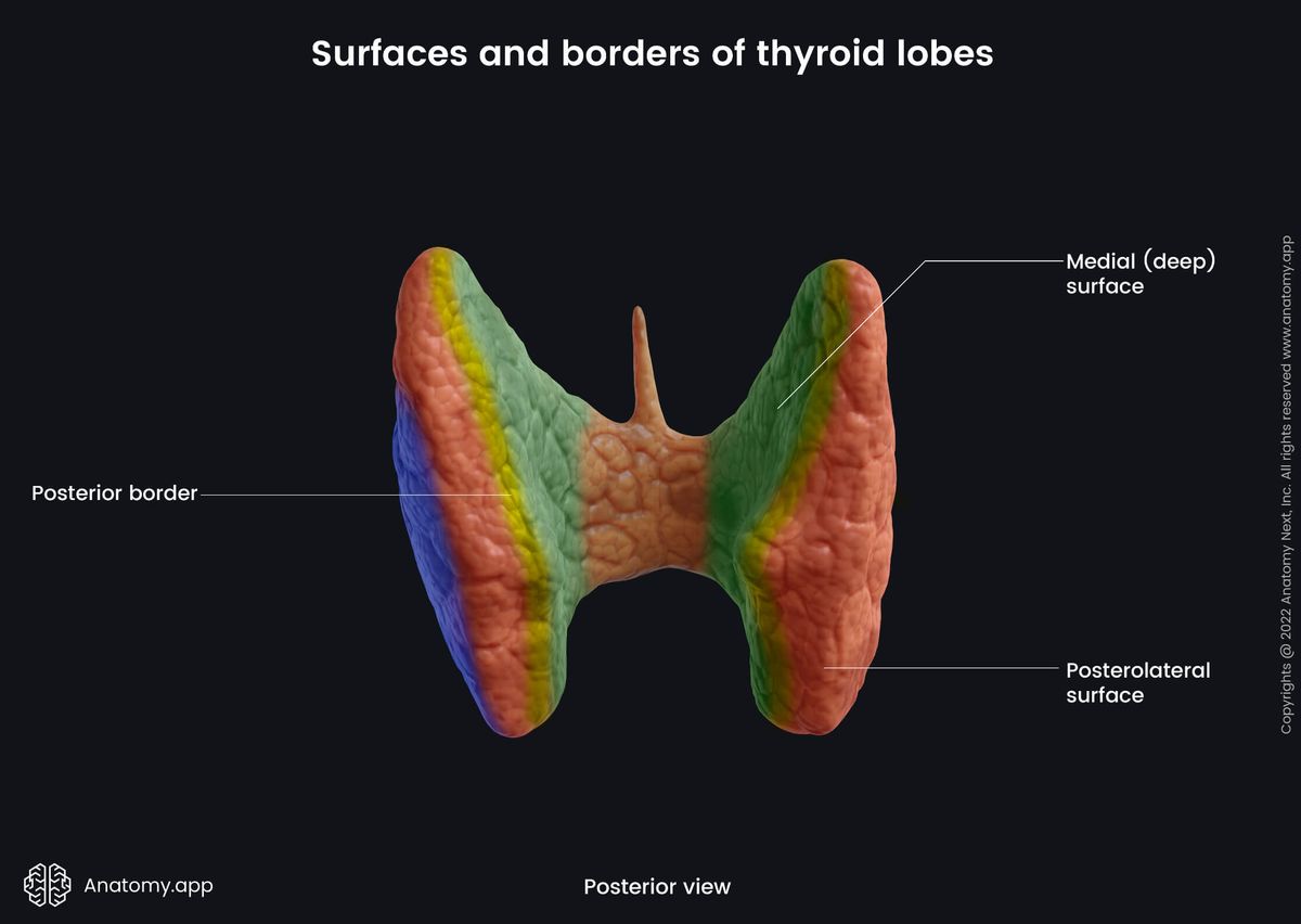 Thyroid gland, Lobes, Surfaces, Borders, Posterior view, Posterior border, Medial surface, Posterolateral surface