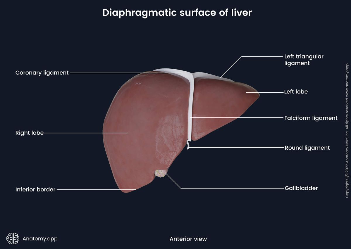 Liver, Diaphragmatic surface, Left lobe of liver, Right lobe of liver, Falciform ligament, Round ligament, Coronary ligament, Left triangular ligament, Human liver, Abdominal organs, Accessory organ of digestive tract, Accessory organ