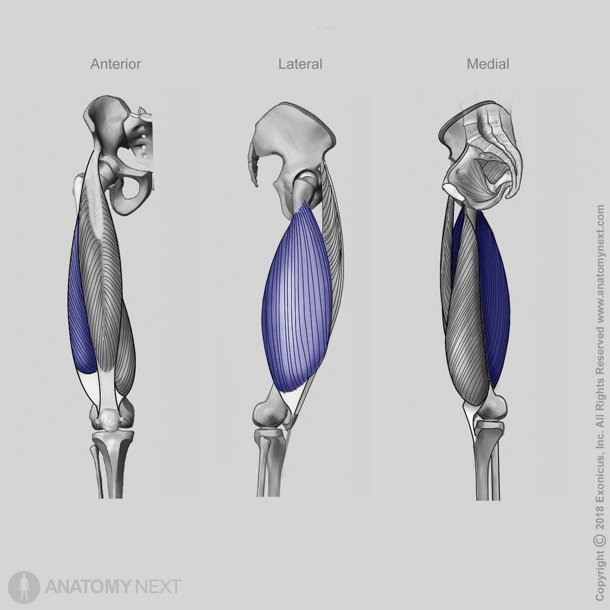 Vastus lateralis, Quadriceps femoris, Anterior view of vastus lateralis, Lateral view of vastus lateralis, Medial view of vastus lateralis, Thigh muscles, Anterior compartment of thigh, Anterior compartment muscles, Human thigh