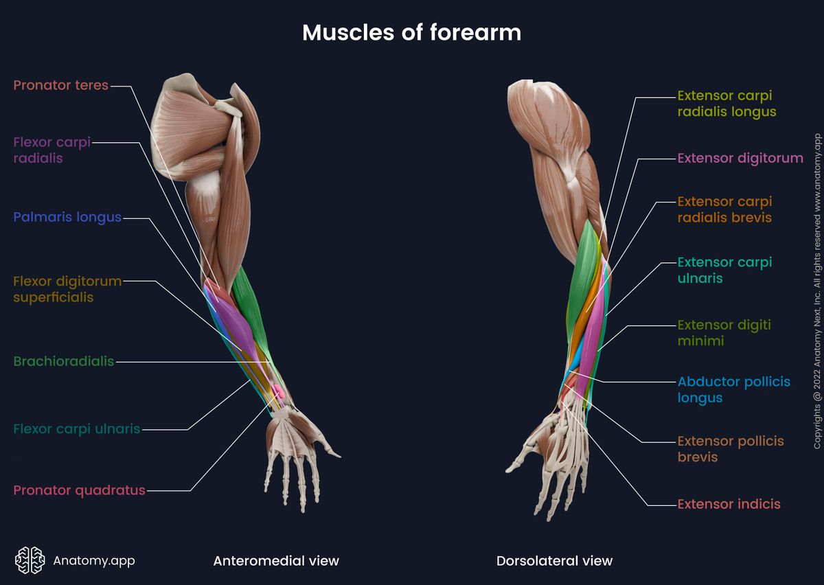 Forearm muscles (colored), Upper extremity, Muscles, Human arm, Anteromedial view, Dorsolateral view
