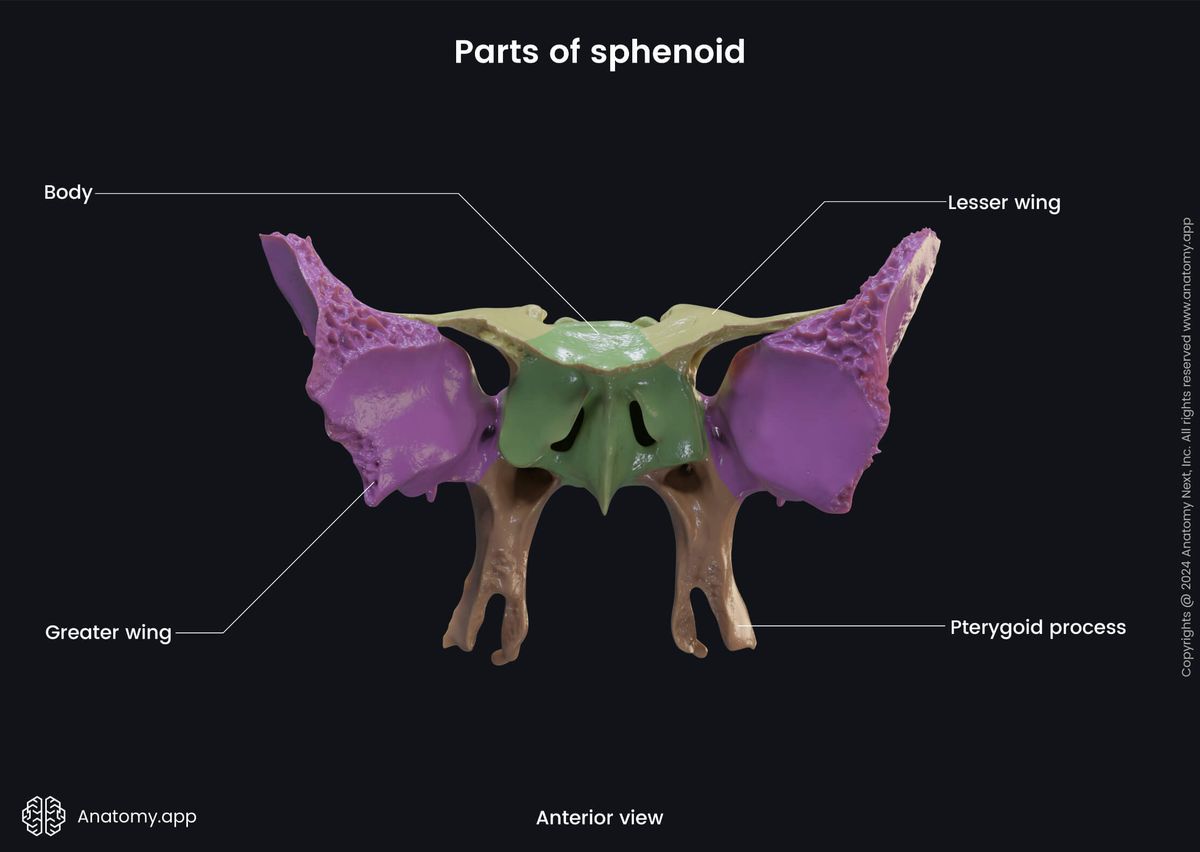 Head and neck, Skeletal system, Skull, Bones of skull, Neurocranium, Sphenoid, Parts of sphenoid, Body, Lesser wings, Pterygoid processes, Greater wings, Anterior view