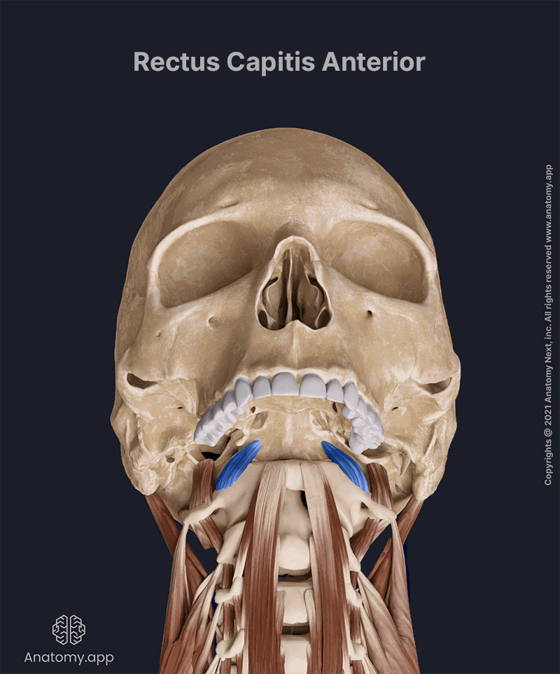 Rectus capitis anterior, Prevertebral muscles, Anterior neck muscles, Neck muscles, Deep cervical muscles, Anterior view, Rectus capitis anterior muscle colored blue