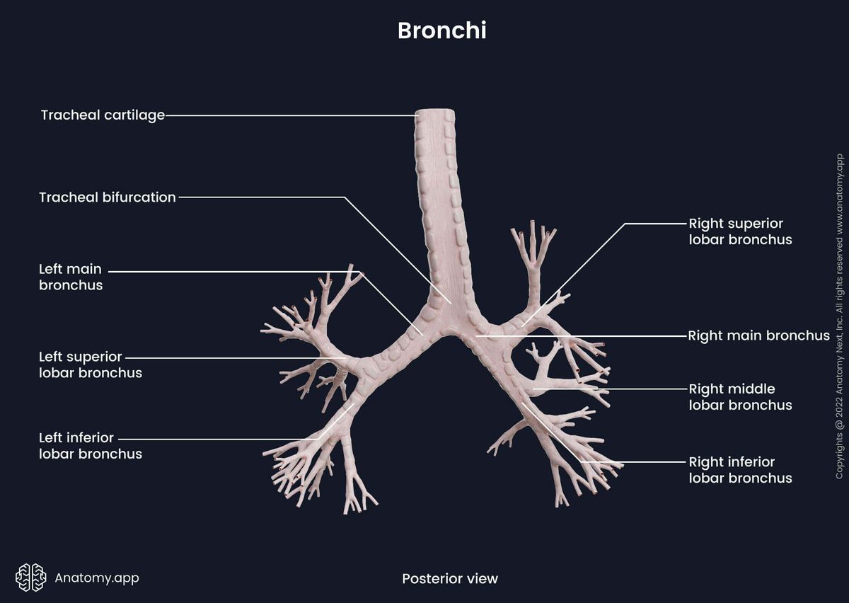 Main and lobar bronchi, posterior view