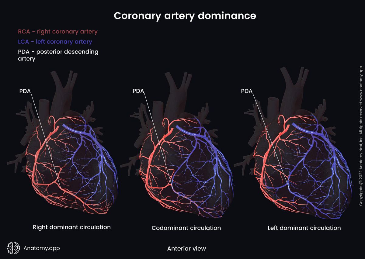 Heart, Coronary circulation, Coronary artery dominance, Right coronary artery, Left coronary artery, Branches, Posterior descending artery, Anterior view, Right dominant circulation, Codominant circulation, Left dominant circulation