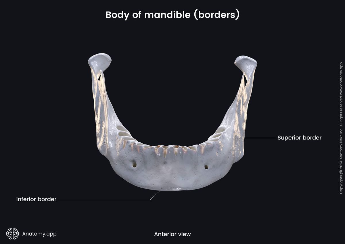 Head and neck, Skull, Viscerocranium, Facial skeleton, Mandible, Lower jaw, Body of mandible, Borders of mandible, Landmarks of mandible, Anterior view
