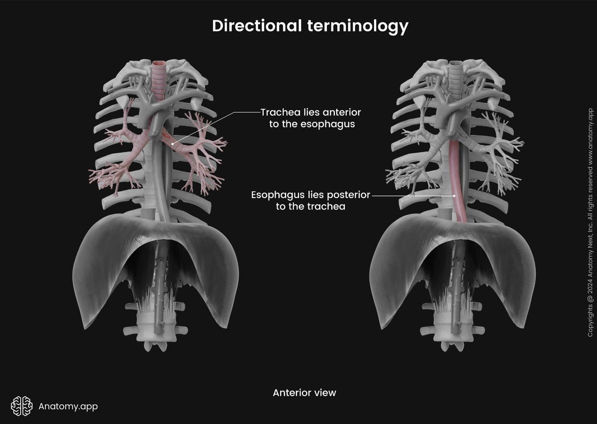 Anatomical terminology, Human skeleton, Anterior, Posterior