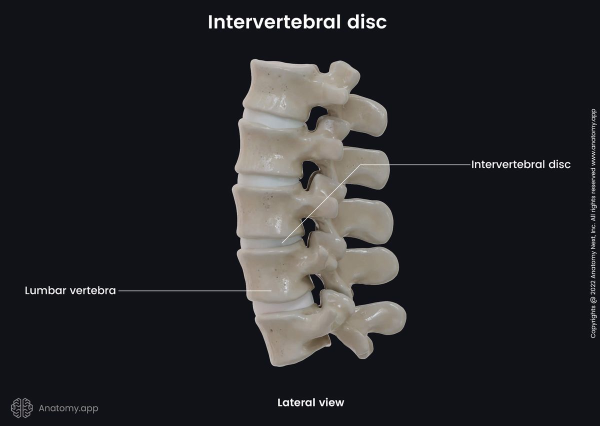 Intervertebral discs, Spine, Lumbar spine, Lateral view of lumbar spine, Vertebrae, Vertebrae and intervertebral discs, Human spine