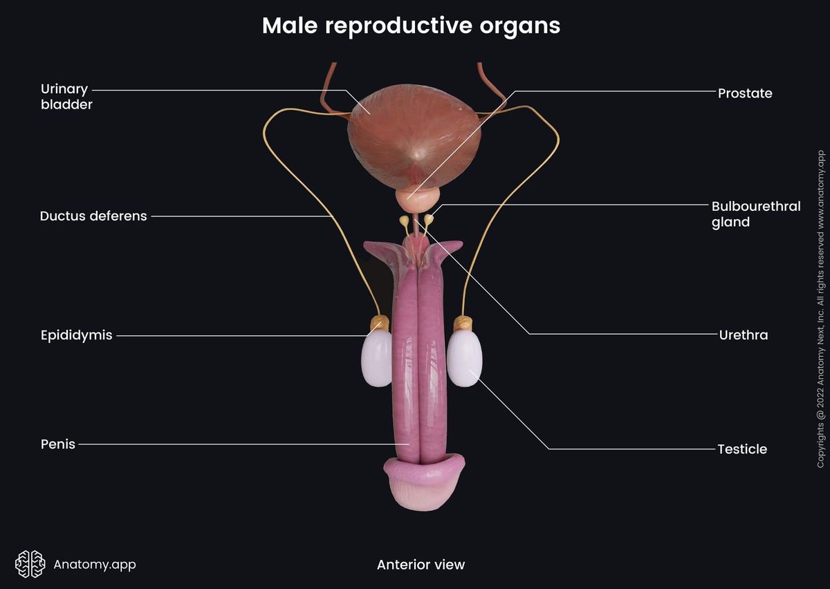 Male reproductive organs and urinary bladder from the anterior view