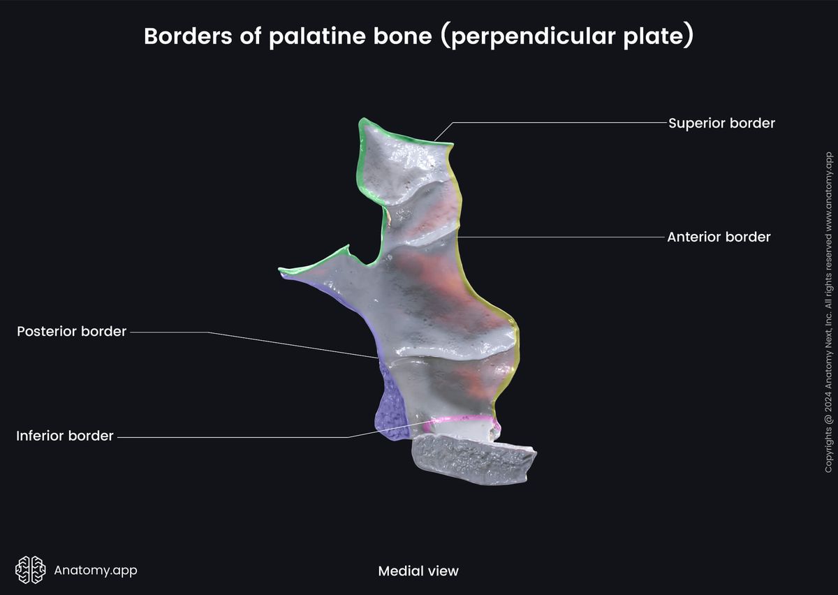 Head and neck, Skull, Viscerocranium, Facial skeleton, Palatine bone, Perpendicular plate of palatine bone, Landmarks of palatine bone, Borders of palatine bone, Medial view