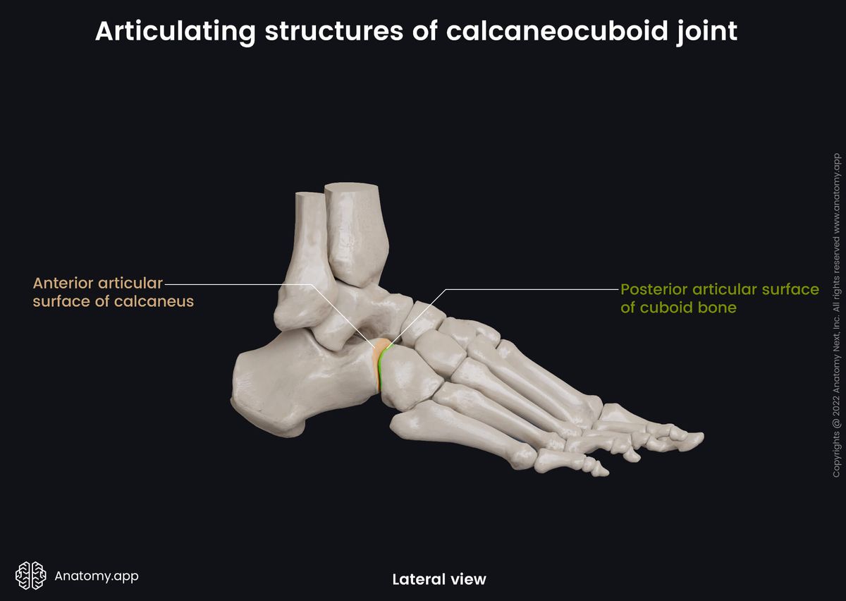 Calcaneocuboid joint, Tarsals, Cuboid, Calcaneus, Articulating structures, Human foot, Foot skeleton, Foot bones, Lateral view