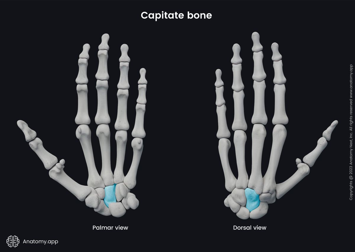 Upper limb, Upper extremity, Skeletal system, Hand bones, Carpals, Carpal bones, Capitate, Human hand, Human skeleton, Bones of hand, Palmar view, Dorsal view