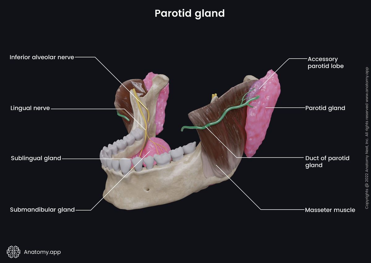 Salivary glands, Parotid gland, Accessory parotid gland, Parotid duct, Stensen's duct, Sublingual gland, Submandibular gland, Mandible, Lower jaw