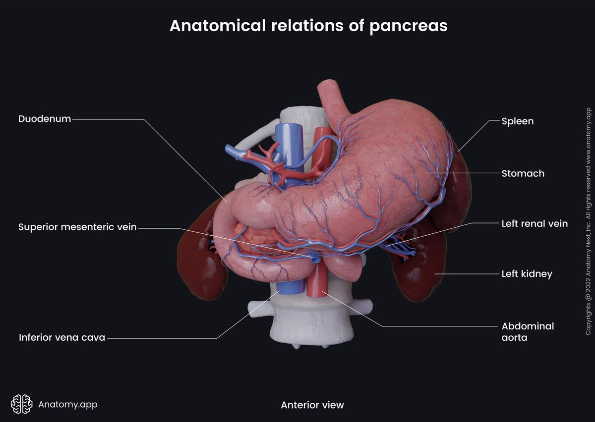 Abdomen, Digestive system, Gastrointestinal tract, Pancreas, Relations, Stomach, Duodenum, Spleen, Kidneys, Anterior view