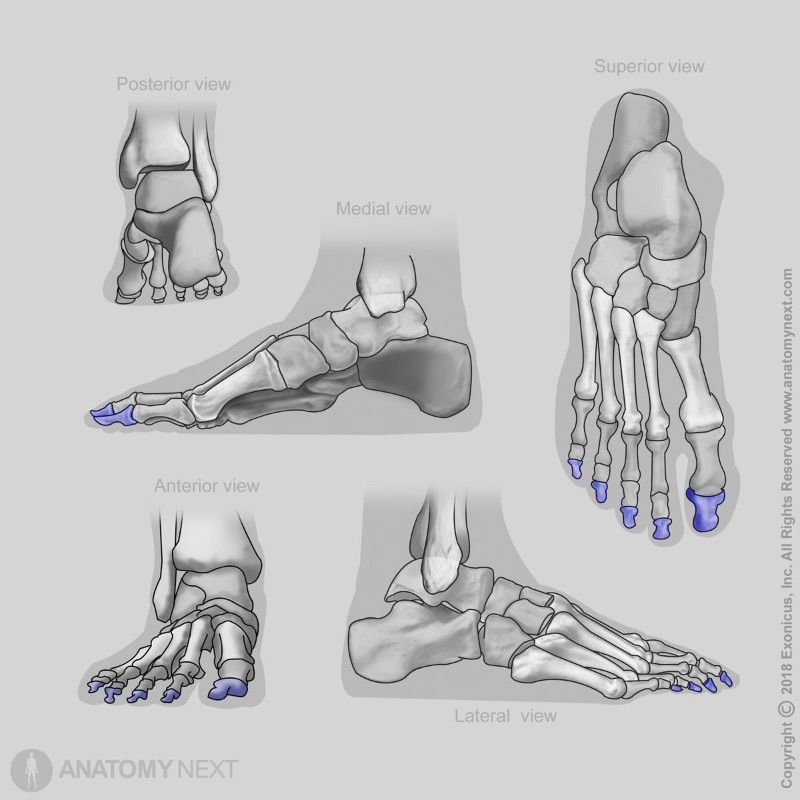 Distal phalanges, Bones of foot, Human foot, Skeleton of lower limb