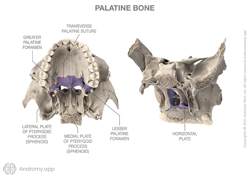 Palatine bone with adjacent bones, colored, anatomical landmarks, two aspects (inferior, postero-lateral)