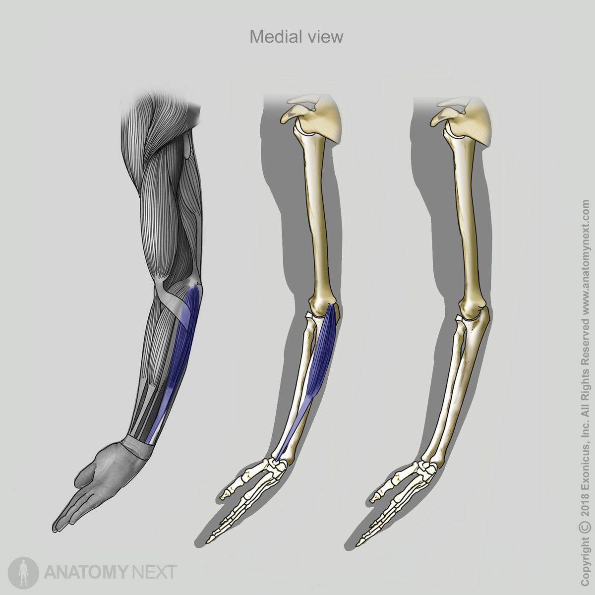 Flexor carpi ulnaris, Medial view of flexor carpi ulnaris, Forearm muscles, Muscles of forearm, Muscles of upper limb, Arm muscles, Anterior forearm compartment, Anterior compartment muscles, Anterior compartment of forearm, Human muscles