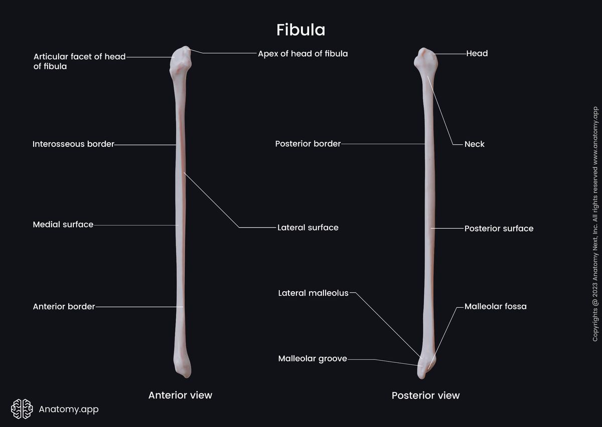Fibula, Anterior view of fibula, Landmarks of fibula, Leg bones, Bones of leg, Skeleton of lower limb, Human leg, Human skeleton, Posterior view of fibula
