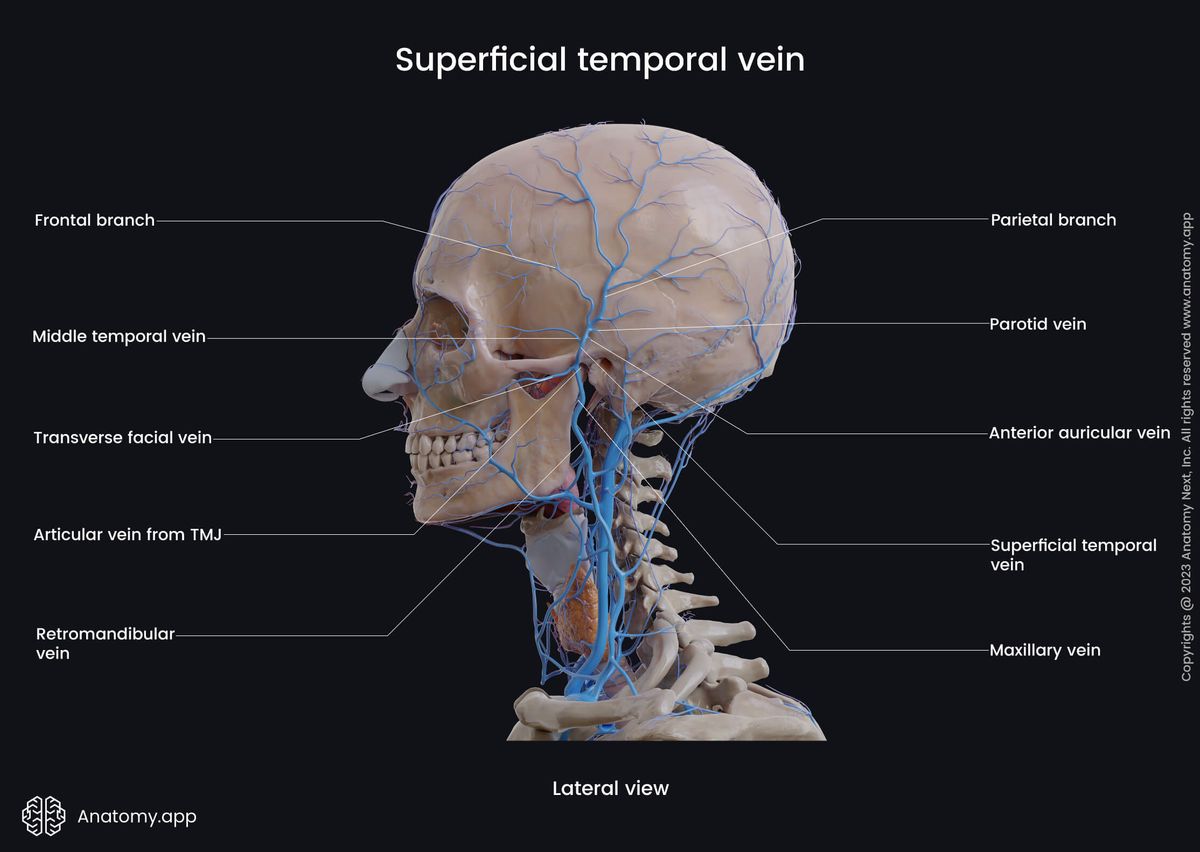 Head and neck veins, Extracranial veins, Deep neck veins, Superficial neck veins, Superficial temporal vein, Tributaries of superficial temporal vein, Lateral view