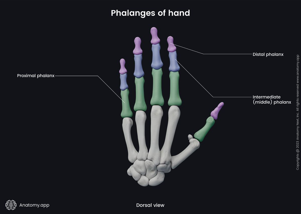 Upper limb, Skeletal system, Hand bones, Hand skeleton, Human skeleton, Phalanges, Distal phalanx, Proximal phalanx, Intermediate phalanx, Dorsal view 