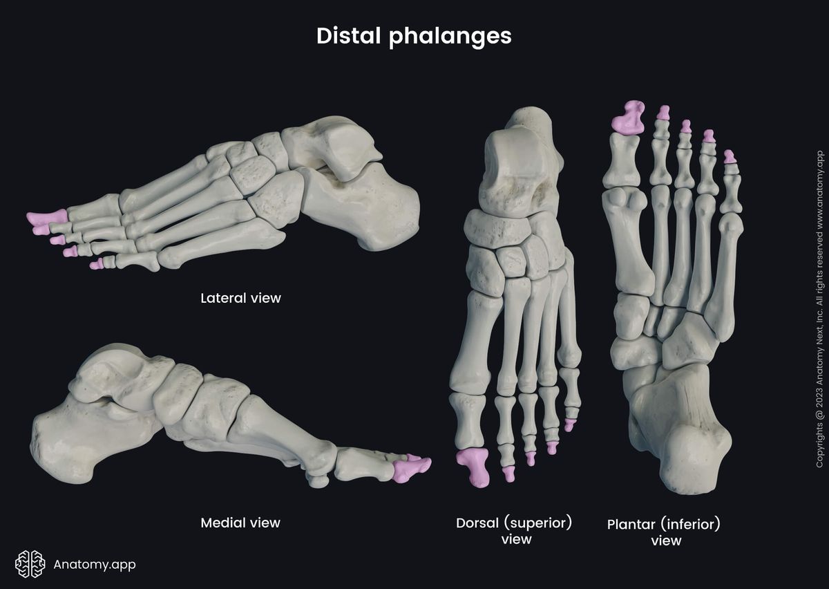 Human skeleton, Human foot, Skeleton of foot, Foot bones, Phalanges, Distal phalanges, Phalanges of foot, Bones of foot, Skeleton of lower limb