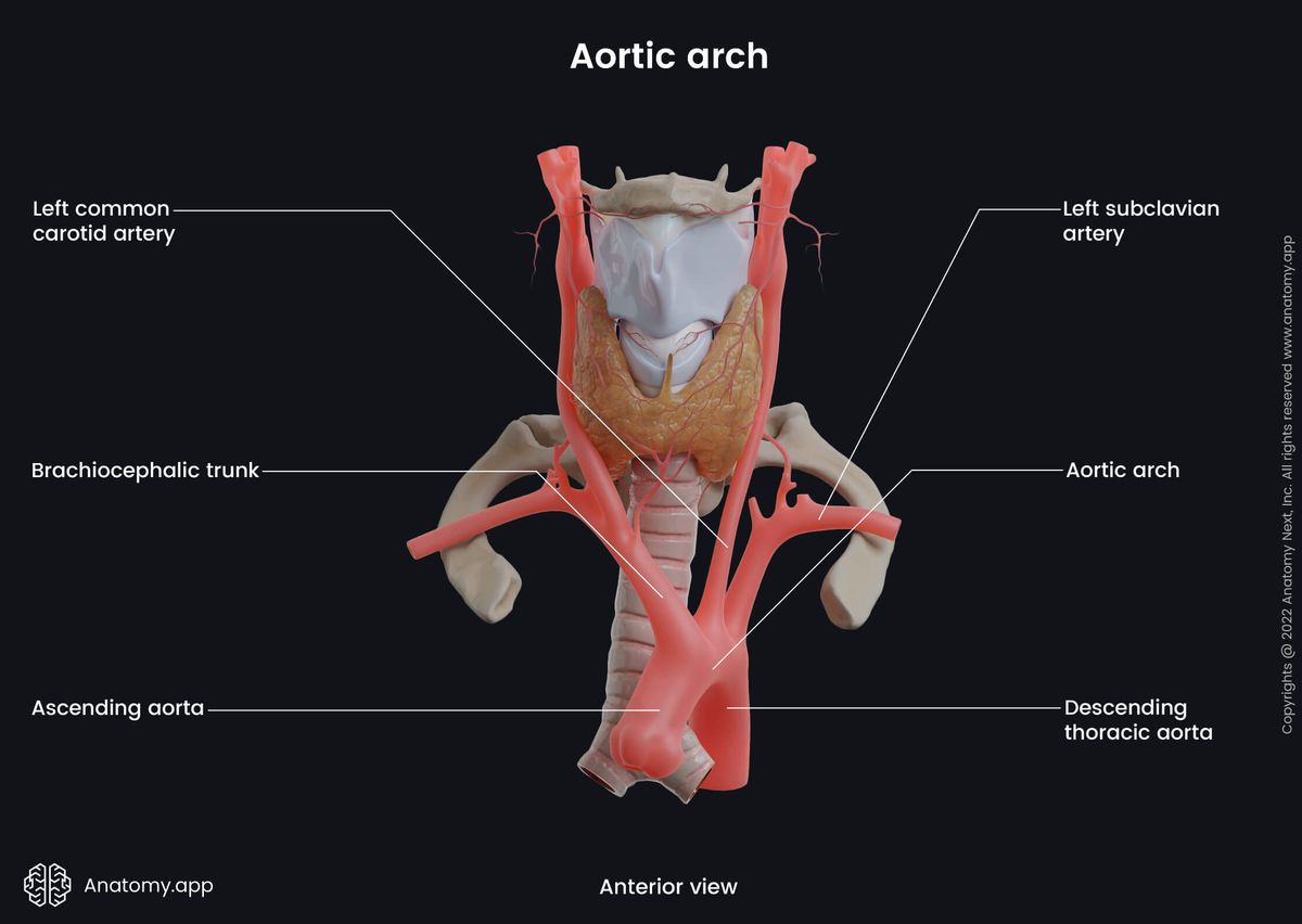 Aorta, Aortic arch, Branches, Anterior view, Brachiocephalic trunk, Left common carotid artery, Left subclavian artery