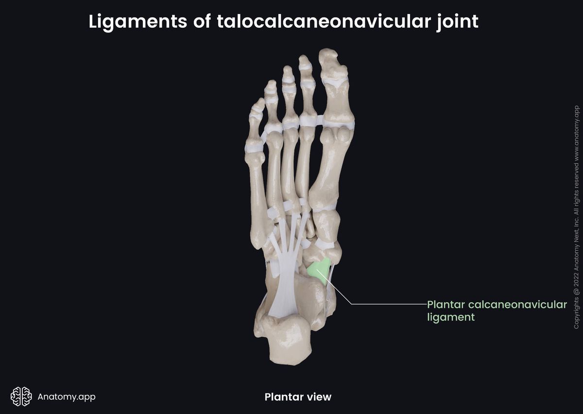 Talocalcaneonavicular joint, Tarsals, Ligaments, Human foot, Foot skeleton, Plantar view