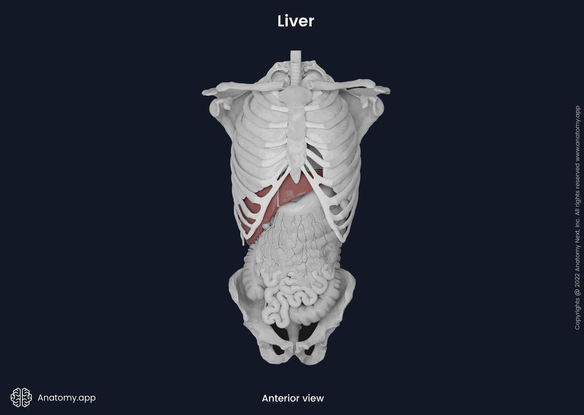 Liver in the rib cage