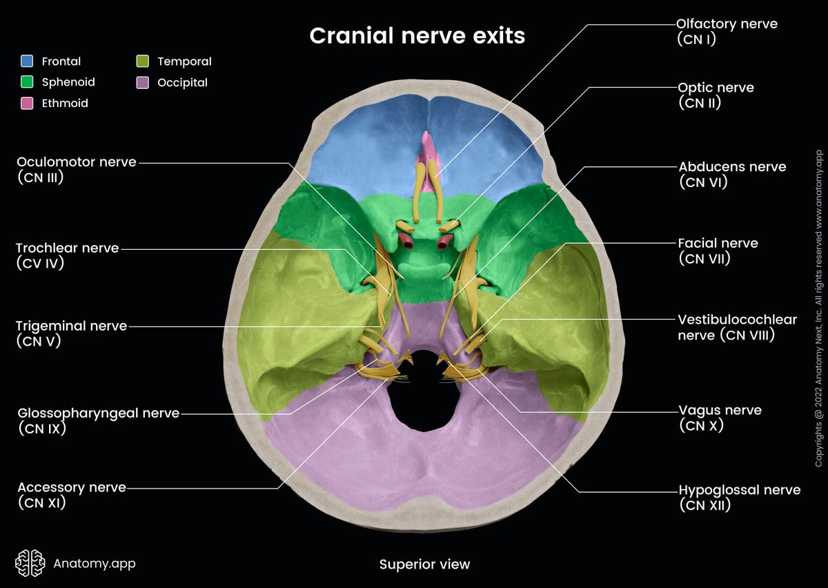 Cranial nerves, CN, Cranial nerve exits, Skull, Skull bones colored, Foramina, Skull base, Superior view