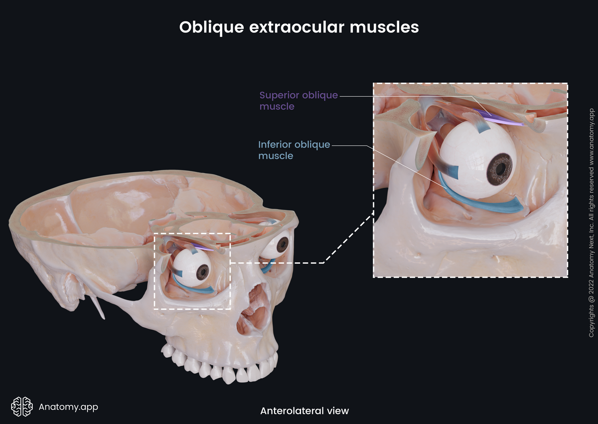 Extraocular muscles, Oblique muscles, Superior oblique, Inferior oblique, Bony orbit, Skull, Anterolateral view