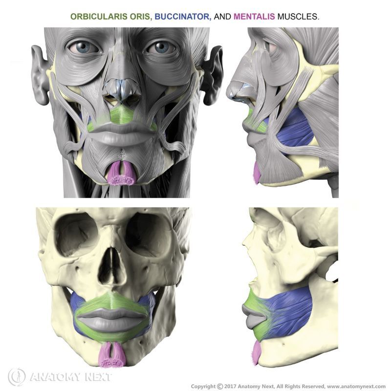 Orbicularis oris, Buccinator, Mentalis, Facial muscles, Muscles of facial expression, Head muscles, Oral muscles