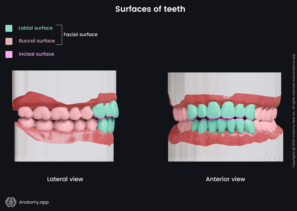 Teeth, Maxillary teeth, Mandibular teeth, Median line of jaws, Incisal surface, Buccal surface, Labial surface, Facial surface, Anterior view, Lateral view