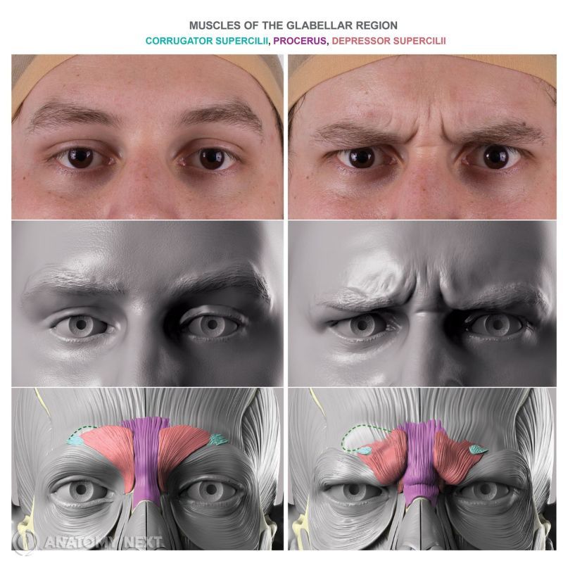 Glabellar region muscles action with human face, Depressor supercilii, Action of depressor supercilii, Eyebrow depression