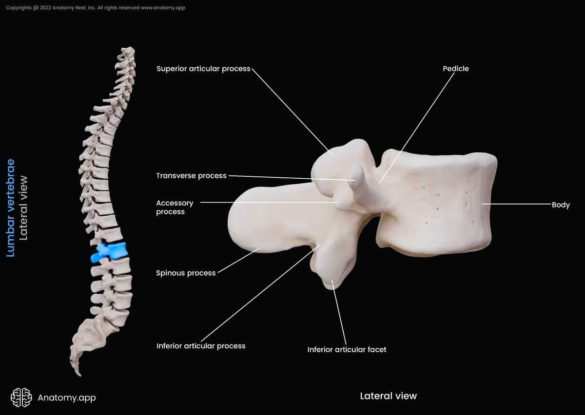 Lumbar vertebrae, Landmarks, Lateral view, Lumbar spine, Spine, Vertebral column