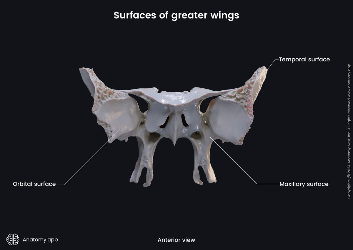 Head and neck, Skeletal system, Skull, Bones of skull, Neurocranium, Sphenoid, Parts of sphenoid, Greater wings, Surfaces, Anterior view