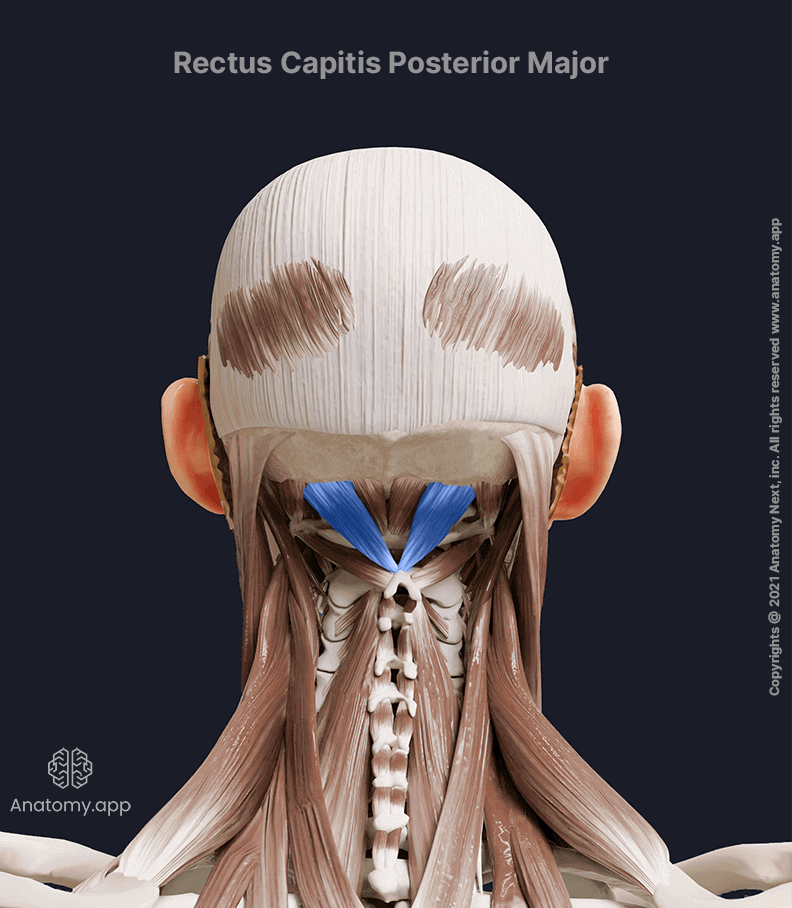 Rectus capitis posterior major, Suboocipital muscles, Posterior neck muscles, Neck muscles, Head and neck muscles, Posterior view, Rectus capitis posterior major muscle colored blue