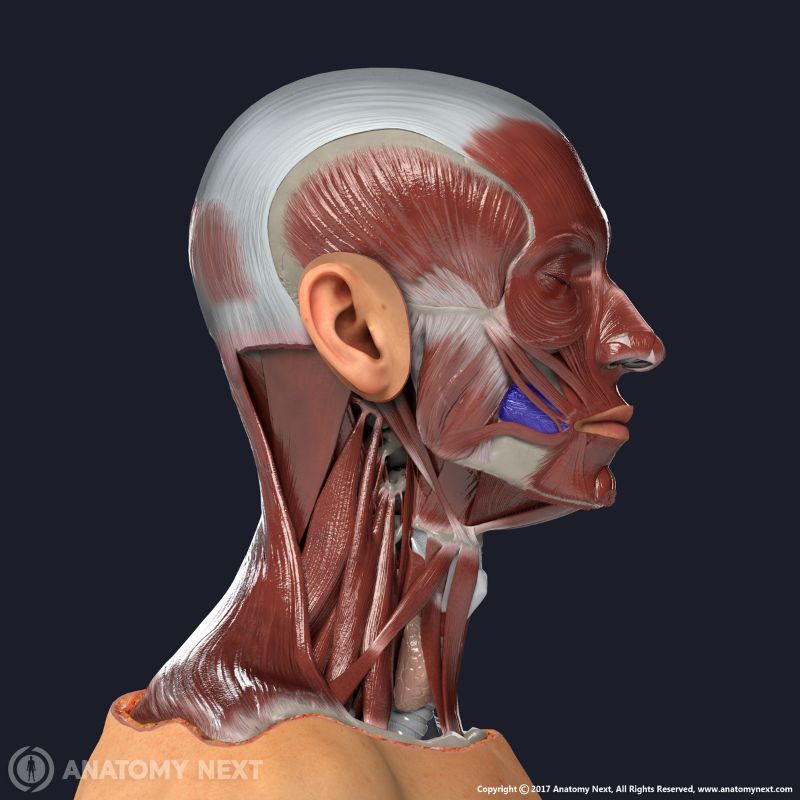 Buccinator muscle with other facial muscles