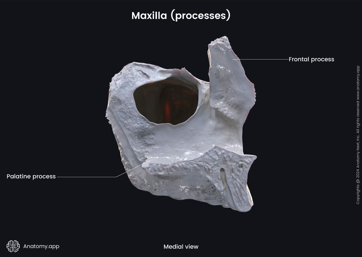 Head and neck, Skull, Viscerocranium, Facial skeleton, Maxilla, Upper jaw, Landmarks of maxilla, Processes of maxilla, Medial view