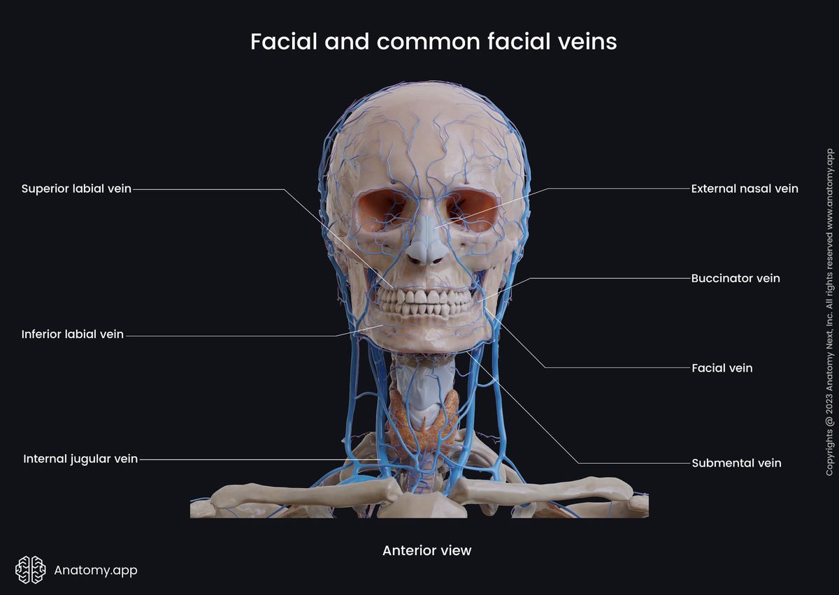 Head and neck veins, Extracranial veins, Facial vein, Common facial vein, Tributaries of facial vein, Anterior view