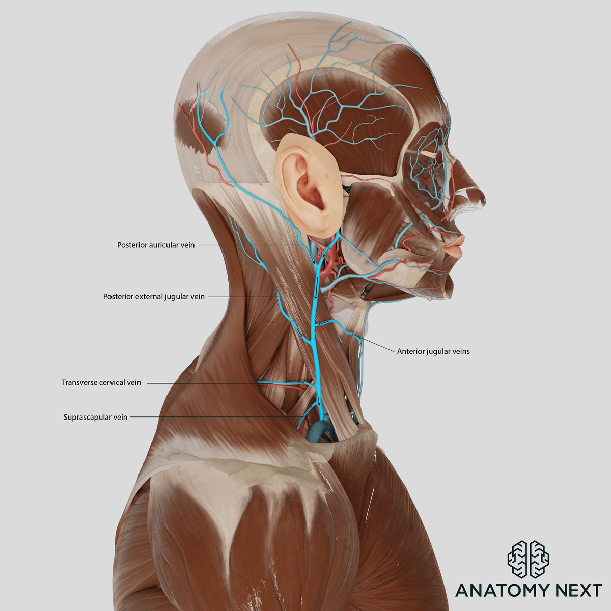 External jugular vein and its tributaries