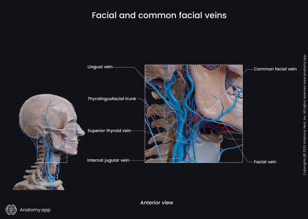Head and neck veins, Facial vein, Common facial vein, Tributaries of facial vein, Lateral view, Thyrolinguofacial trunk