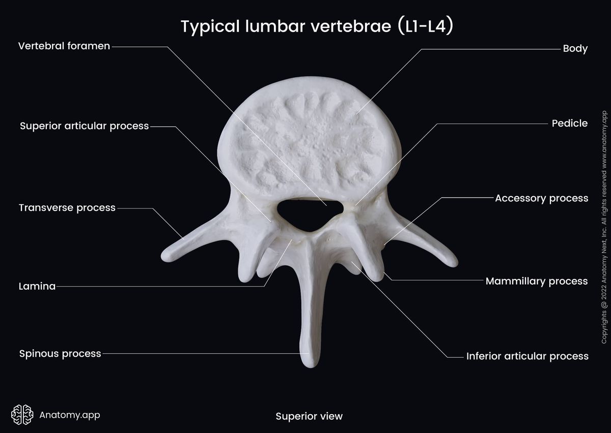 Lumbar vertebrae, Landmarks, Superior view, Lumbar spine, Spine, Vertebral column