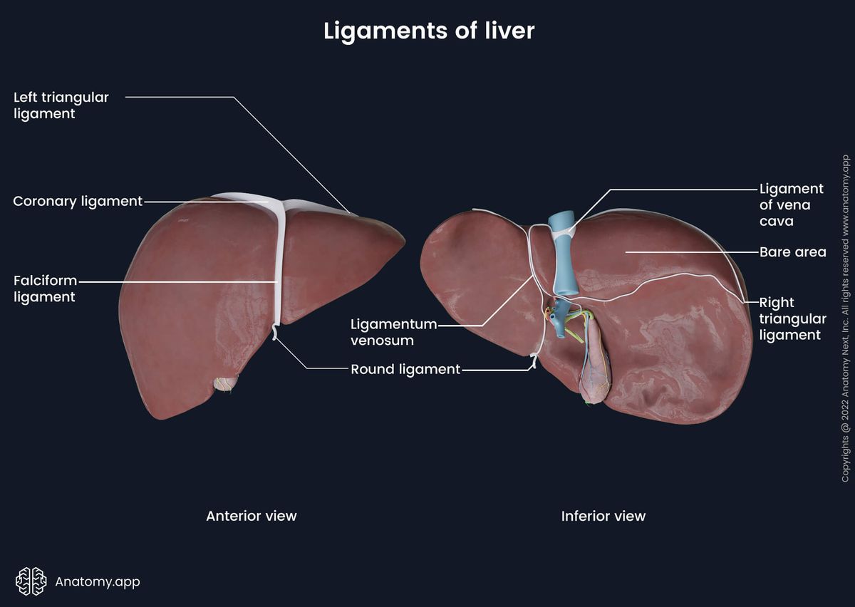 Liver, Liver ligaments, Ligaments of liver, Visceral surface, Diaphragmatic surface, Human liver, Accessory organs of abdomen, Accessory organs