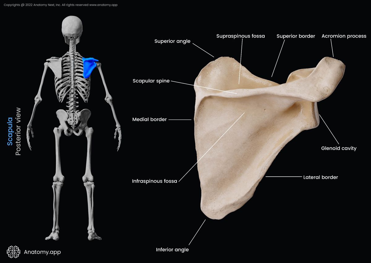 Scapula, Posterior surface of scapula, Landmarks of scapula, Skeleton of upper limb, Bones of shoulder girdle, Shoulder girdle, Shoulder blade