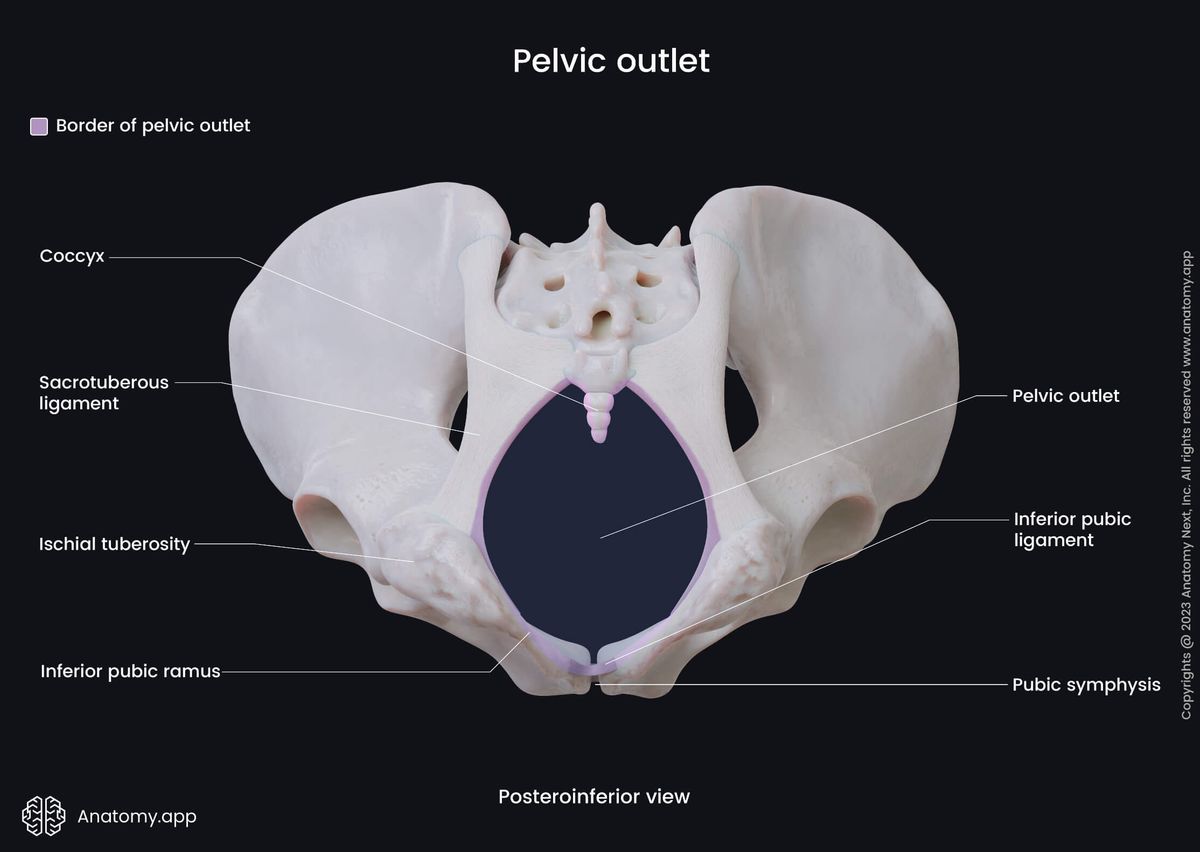 Pelvis, Pelvic outlet, Linea terminalis, Borders of pelvic outlet, Inferior pelvic aperture, Posteroinferior view